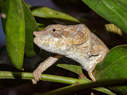 Short-horned chameleon observed in the foliage at Mantadia Lodge in Andasibe Madagascar during a daylight exploration