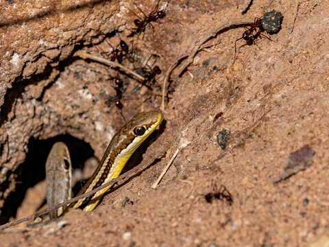 Madagascar cat eyed snakes interact with ant species in Zombitse Vohibasia National Park