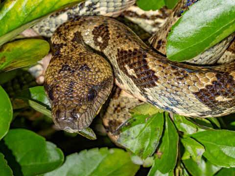 Madagascar tree boa Sanzinia madagascariensis resting on leaves in Andasibe Madagascar