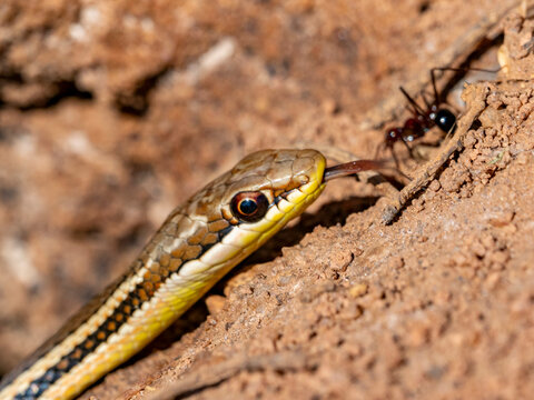 Madagascar cat eyed snake observes ant on the ground in Zombitse-Vohibasia National Park