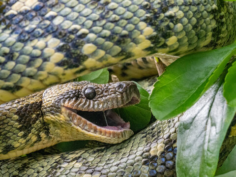 Madagascar tree boa displays its features in the leaves of Mantadia Lodge in Andasibe Madagascar