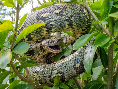 Madagascar tree boa Sanzinia madagascariensis resting in foliage at Mantadia Lodge