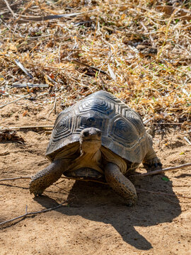 Juvenile Aldabra giant tortoise moving on sandy ground at Anjajavy Private Reserve in Madagascar