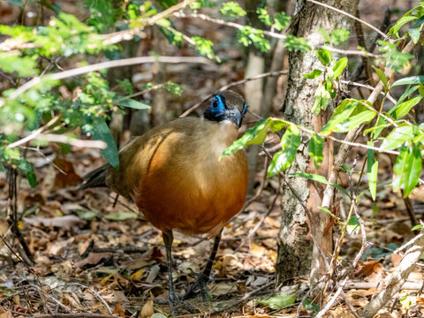 Giant coua stands among foliage in Zombitse-Vohibasia National Park in Madagascar during daylight hours
