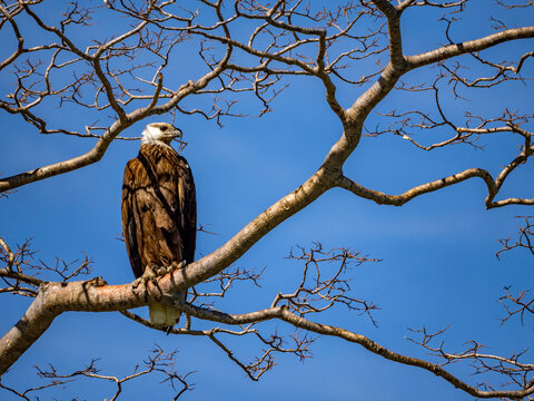 Adult Madagascar fish-eagle perched on a tree limb in a private reserve in Madagascar during daytime hours