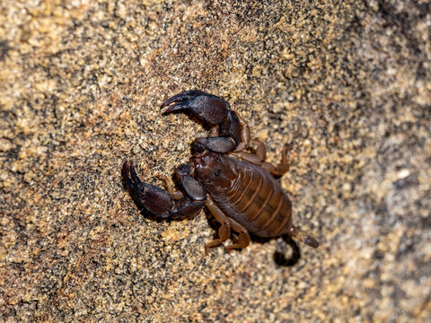 Adult rock scorpion crawls on rock surface in Isalo National Park Madagascar during daylight hours