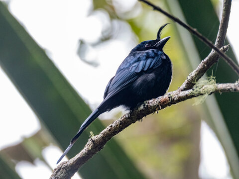 Crested drongo rests on a tree limb in a habitat in Madagascar, showcasing its distinct features