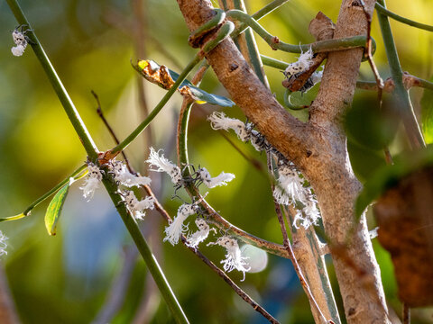 Flatid leaf bugs interact on tree branches in a national park setting in Madagascar
