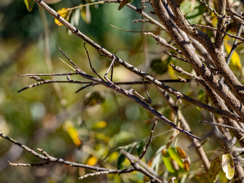 Adult leaf mimic stick bug on tree in Isalo National Park, Madagascar showcasing nature's ability to blend in with surroundings