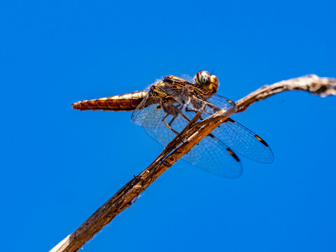 Silver widow rests on tree branch in Madagascar's Isalo National Park during daylight