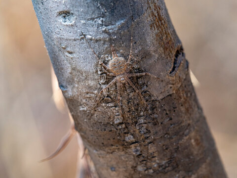 Adult Madagascar hermit spider Nephilingis livida on tree trunk in natural habitat during daylight in Madagascar