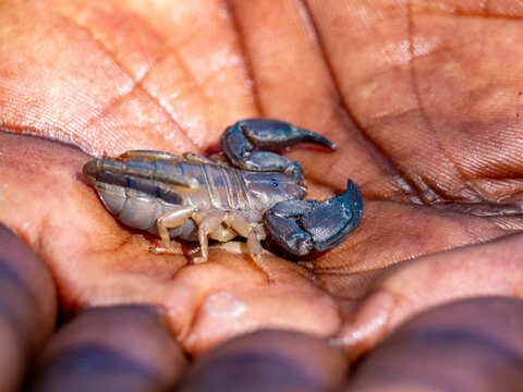Rock scorpion sits in the hand of a guide during a visit in Isalo National Park, Madagascar