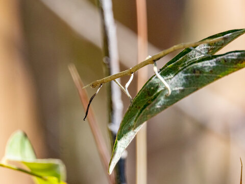 Adult leaf mimic stick bug rests on a tree branch while blending in with leaves in Madagascar's Isalo National Park