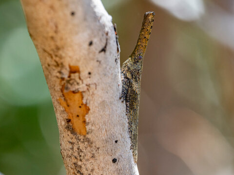 Snout bug blends into tree bark in Isalo National Park, Madagascar during daytime
