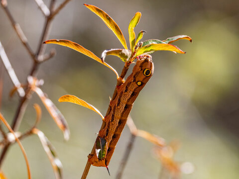 Caterpillar of vine hawkmoth on tree branch in Isalo National Park Madagascar