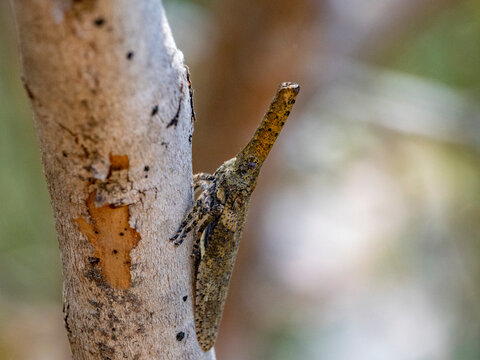 Snout bug blends into tree bark in Isalo National Park during daylight hours in Madagascar