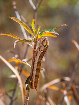 Vine hawkmoth caterpillar climbs on a tree branch in Isalo National Park, Madagascar