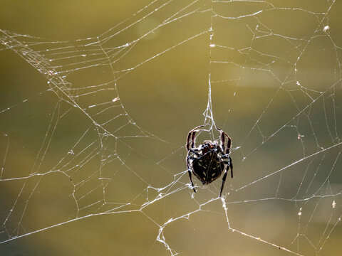 Darwin bark spider builds web in Madagascar forest