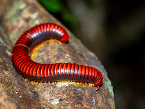 Adult fire millipede on a limb in Andasibe Madagascar displaying its bright colors