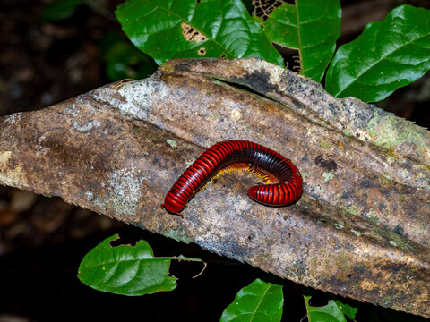Adult fire millipede Genus Aphistogoniulus rests on a limb in Madagascar's forest during the night