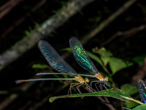 Pair of Madagascar demoiselles resting on green leaf during night in forest