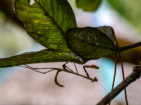 Adult praying mantis sits on a tree branch in Madagascar among green leaves during daytime