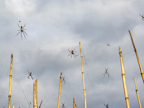 Red-legged golden orb weavers spin webs high among bamboo in Madagascar's natural habitat