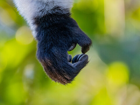 Black and white ruffed lemur hand details captured in Antasibe, Madagascar revealing fine features and textures