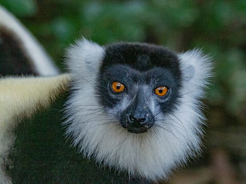 Black and white ruffed lemur observes surroundings at Lemur Island in Madagascar