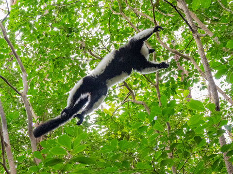 Black and white ruffed lemur leaps through trees in Antasibe Madagascar