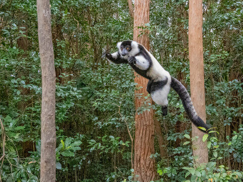 Captive black and white ruffed lemur jumps between trees in its habitat in Madagascar
