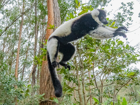 Black and white ruffed lemur jumping in a forest in Madagascar habitat