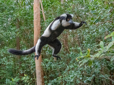 Captive black and white ruffed lemur leaps through trees in island habitat in Madagascar