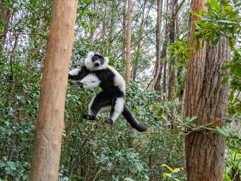 Captive black and white ruffed lemur leaps among trees at a wildlife sanctuary in Madagascar