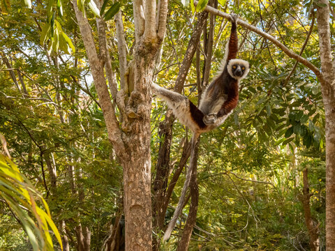 Coquerels sifaka hangs from a tree in a park in Madagascar