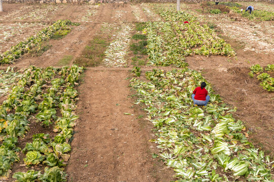 Unrecognizable Chinese farmer harvesting vegetables in small farm in rural village near Beijing