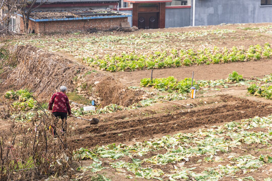 Unrecognizable elderly Chinese farmer plouging dirt in small rural village vegetables farm near Beijing, China