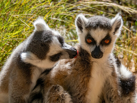 Grooming session between adult ring-tailed lemurs in Madagascar's Lemur Park