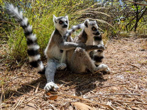 Pair of ring-tailed lemurs grooming each other on the ground in Madagascar