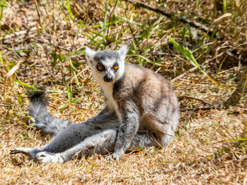 Ring-tailed lemur grooming on the ground in Madagascar in the sunlight near plants