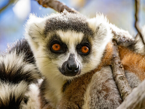 Close view of ring-tailed lemurs in Madagascar reveals unique features and colors
