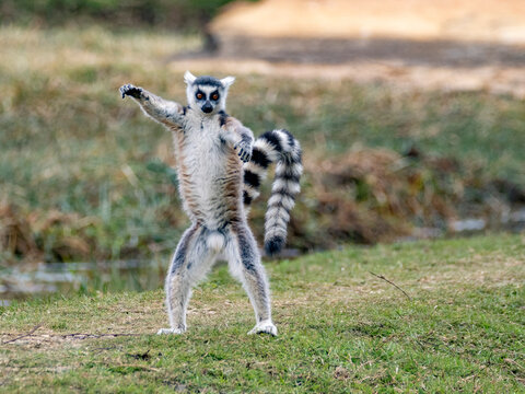 Ring-tailed lemur stands on ground in Anja Community Reserve, exhibiting natural behavior in Madagascar