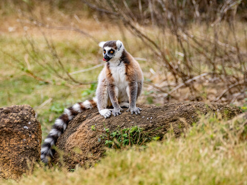 Adult ring-tailed lemur sitting on rock in Anja Community Reserve in Madagascar while observing surroundings and sticking out tongue