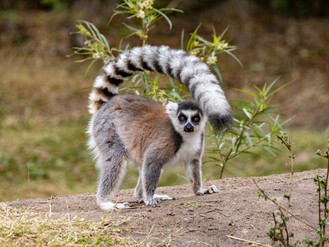 Ring-tailed lemur stands on the ground at Anja Community Reserve while exploring its surroundings in Madagascar during daytime