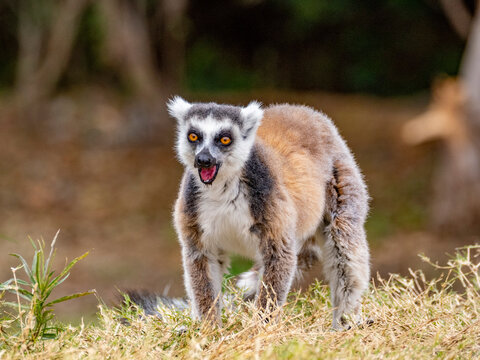 Adult ring-tailed lemur vocalizing in Anja Community Reserve in Madagascar during a sunny day