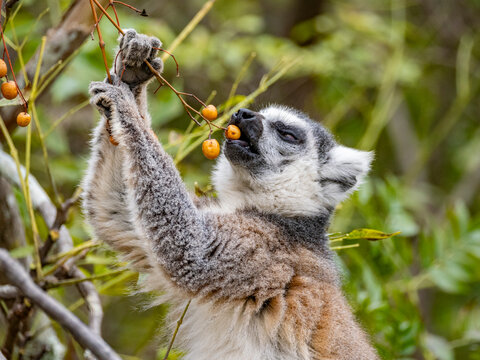 Ring-tailed lemur eats berries while perched in a tree in Madagascar