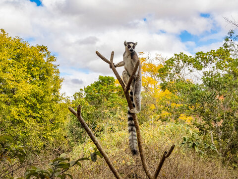 Ring-tailed lemur climbs a tree to explore the surroundings in Madagascar during daylight hours