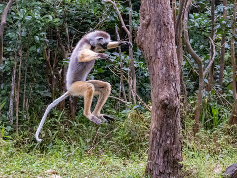Diademed sifaka leaps between trees on Lemur Island in Madagascar during a sunny day in the wild