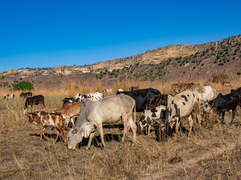Zebu herd grazes under clear skies while young men guide them near Isalo National Park in Madagascar