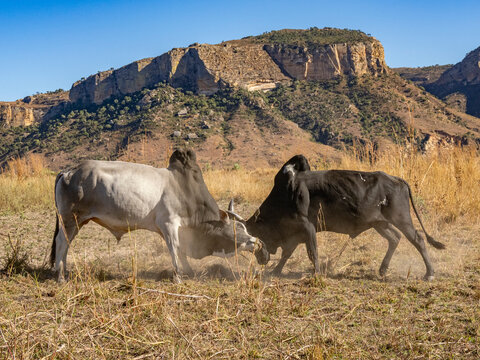 Zebu cows fighting while young men herd them near Isalo National Park in Madagascar